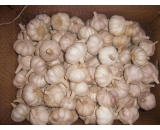 normal white garlic