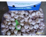 normal white garlic