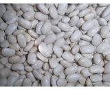white kidney beans(medium)