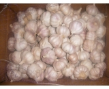 normal white garlic 5.5cm,10kgs/carton