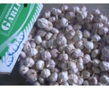 normal white garlic