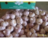 normal white garlic