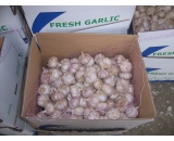 normal white garlic