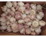 2014 crop garlic
