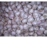 Fresh garlic,2016 crop