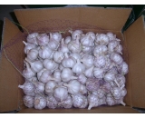 fresh garlic,2016 crop