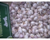 fresh garlic,2016 crop