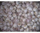 fresh garlic,2016 crop