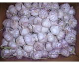 fresh garlic,2016 crop