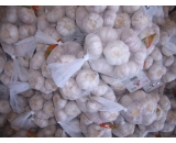 chinese garlic,500g
