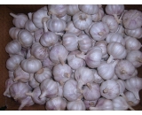 fresh garlic,2016 crop