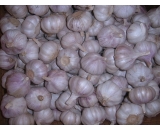 Fresh garlic,2016 crop