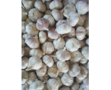 normal white garlic 5.5cm