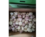 normal white garlic 2017 crop