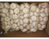 normal white garlic 5cm 1000g