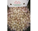 Chinese garlic