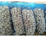 chinese garlic 10kgs/mesh bag