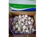 chinese garlic 10kgs/carton